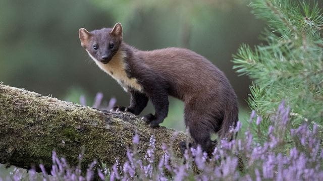 Pine marten on a tree trunk in the Forest of Dean